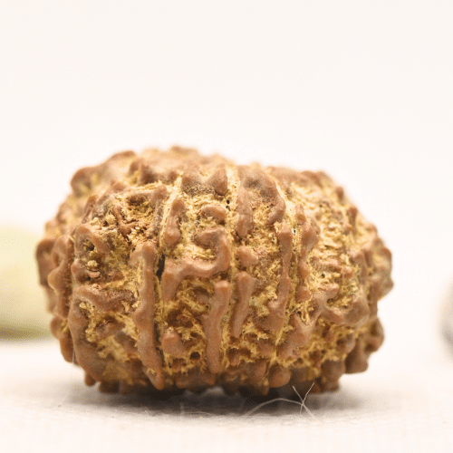 11 Mukhi Nepali Rudraksha - Large