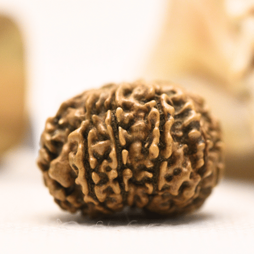 11 Mukhi Nepali Rudraksha - Regular