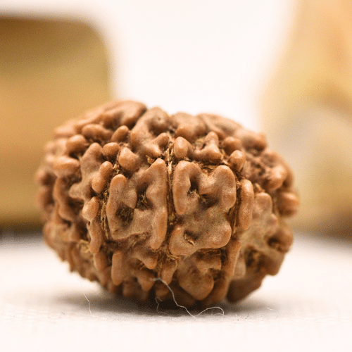 11 Mukhi Nepali Rudraksha - Regular