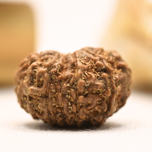 11 Mukhi Nepali Rudraksha - Regular