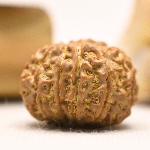 11 Mukhi Nepali Rudraksha - Regular