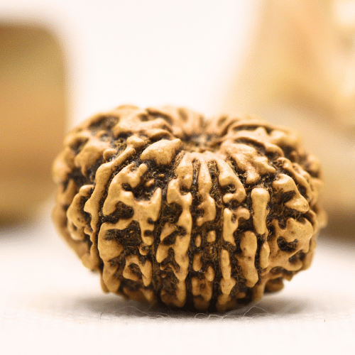 11 Mukhi Nepali Rudraksha - Regular