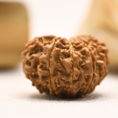 11 Mukhi Nepali Rudraksha - Regular