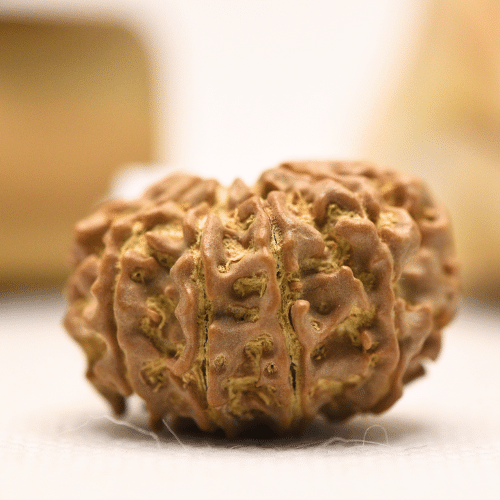 11 Mukhi Nepali Rudraksha - Regular