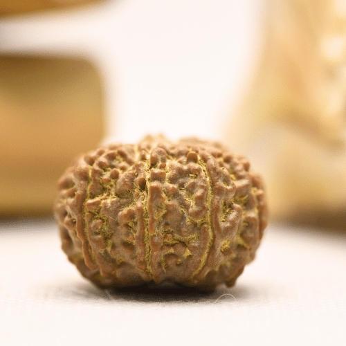 11 Mukhi Nepali Rudraksha - Regular