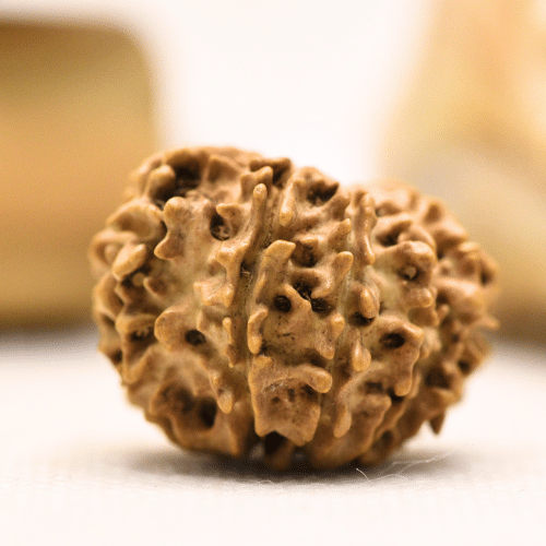 11 Mukhi Nepali Rudraksha - Regular