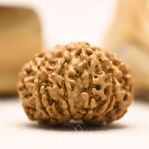 11 Mukhi Nepali Rudraksha - Regular