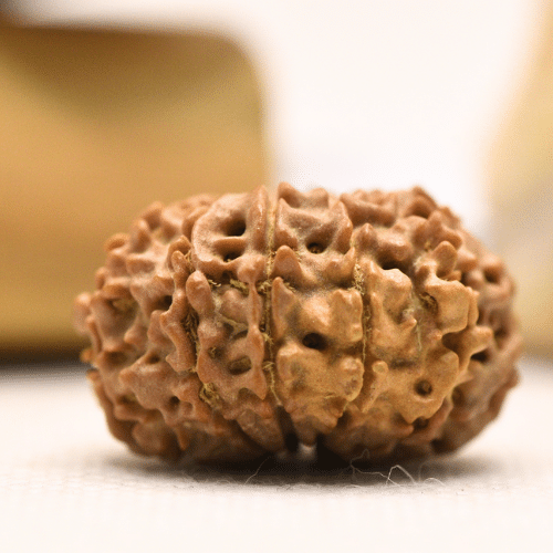 11 Mukhi Nepali Rudraksha - Regular