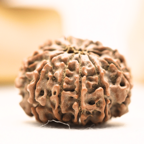 11 Mukhi Nepali Rudraksha - Regular