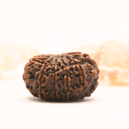 11 Mukhi Nepali Rudraksha - Super Collector