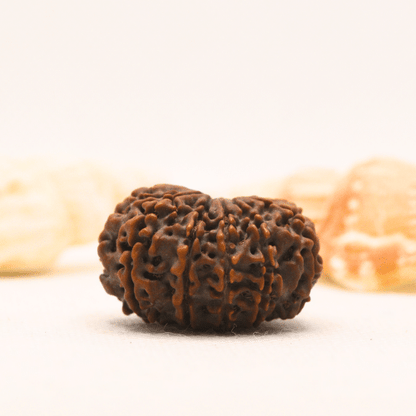 11 Mukhi Nepali Rudraksha - Super Collector