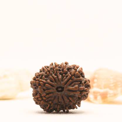 11 Mukhi Nepali Rudraksha - Super Collector