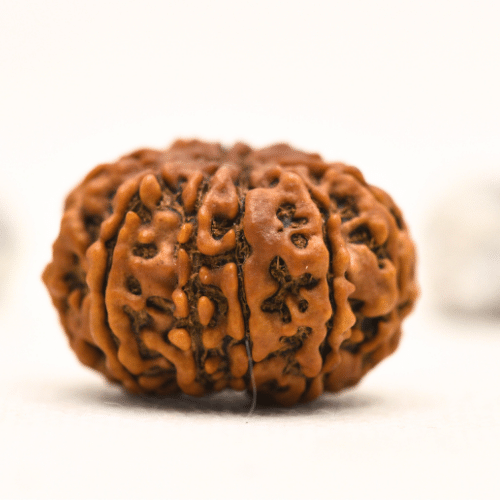 12 Mukhi Nepali Rudraksha - Collector