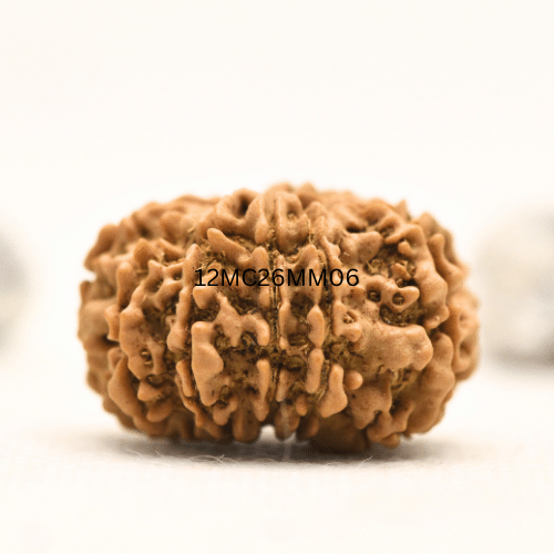 12 Mukhi Nepali Rudraksha - Collector