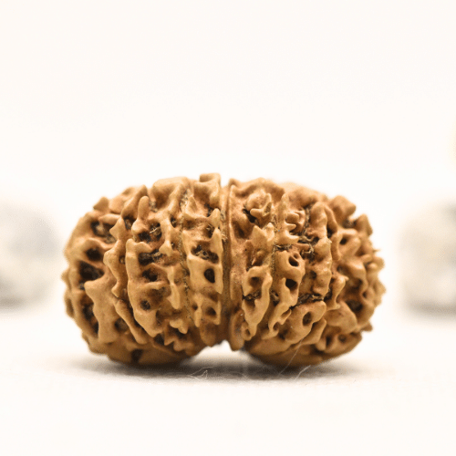 12 Mukhi Nepali Rudraksha - Collector