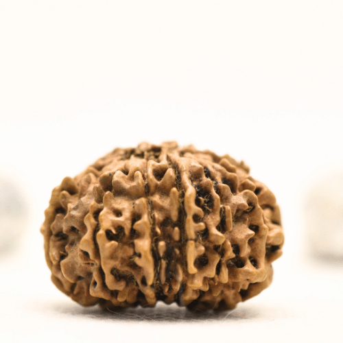 12 Mukhi Nepali Rudraksha - Collector