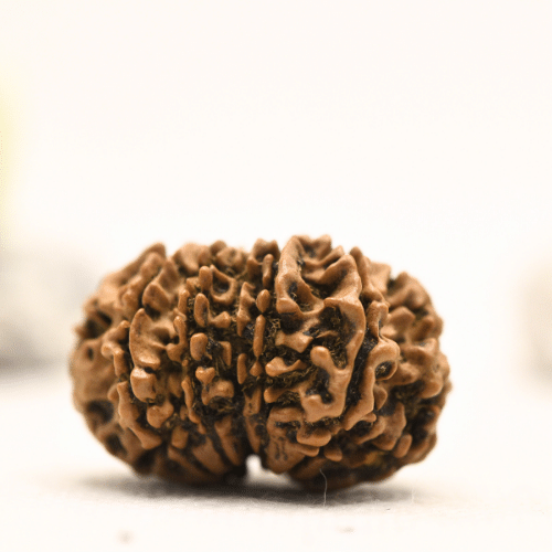 12 Mukhi Nepali Rudraksha - Collector