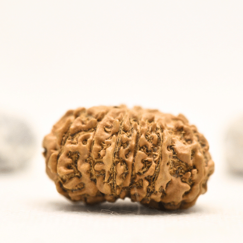 12 Mukhi Nepali Rudraksha - Collector