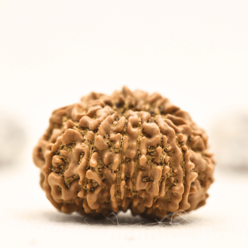 12 Mukhi Nepali Rudraksha - Collector