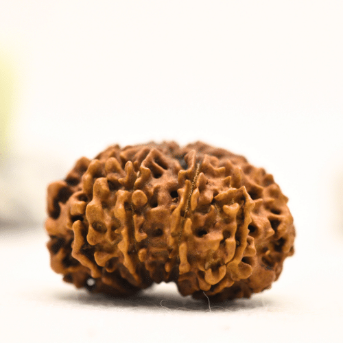 12 Mukhi Nepali Rudraksha - Collector