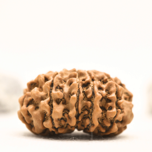 12 Mukhi Nepali Rudraksha - Collector