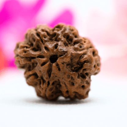 7 Mukhi Nepali Rudraksha - Antique