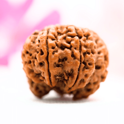 7 Mukhi Nepali Rudraksha - Antique