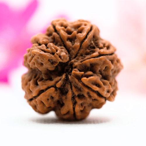 7 Mukhi Nepali Rudraksha - Antique