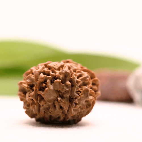 8 Mukhi Nepali Rudraksha - Collector