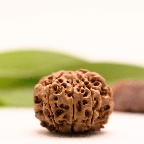 8 Mukhi Nepali Rudraksha - Collector