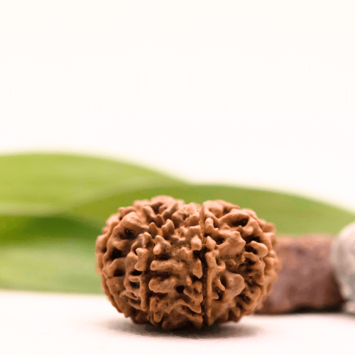 8 Mukhi Nepali Rudraksha - Collector