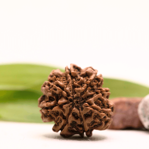 8 Mukhi Nepali Rudraksha - Collector