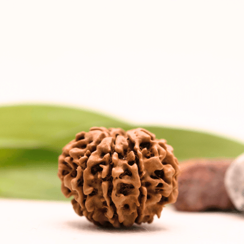 8 Mukhi Nepali Rudraksha - Collector