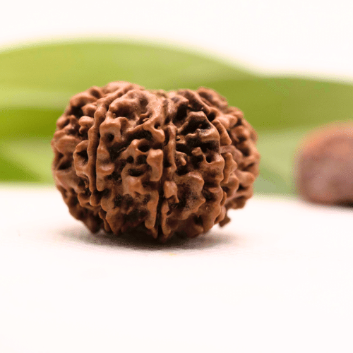 8 Mukhi Nepali Rudraksha - Collector