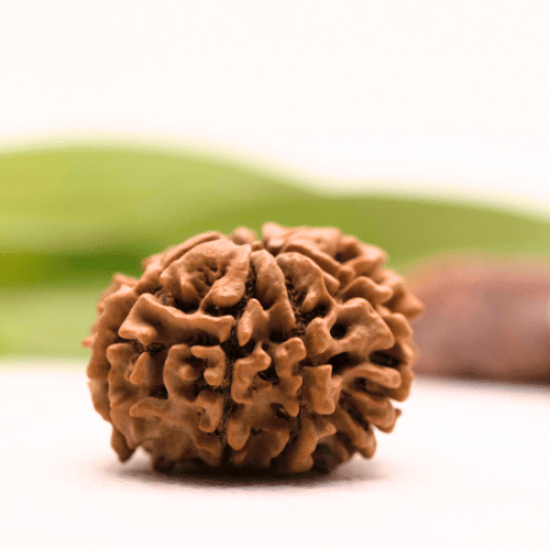 8 Mukhi Nepali Rudraksha - Collector