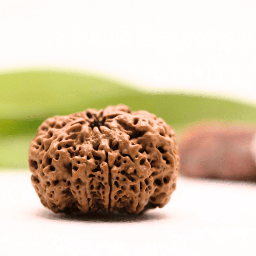 8 Mukhi Nepali Rudraksha - Collector