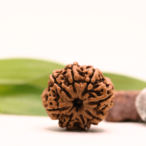 8 Mukhi Nepali Rudraksha - Collector