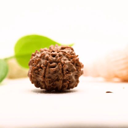 8 Mukhi Nepali Rudraksha - Large