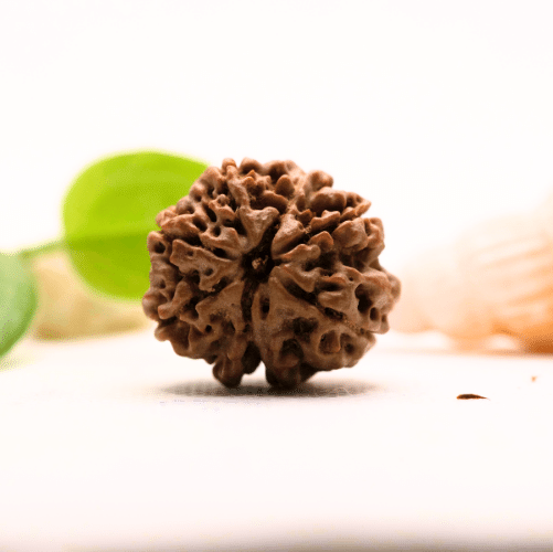 8 Mukhi Nepali Rudraksha - Large