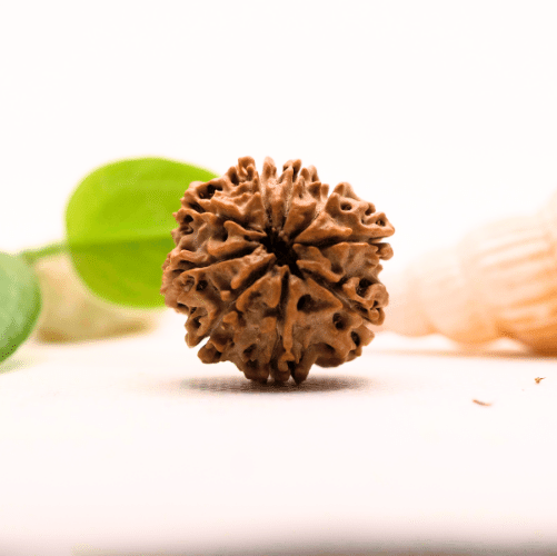 8 Mukhi Nepali Rudraksha