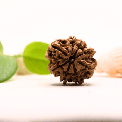 8 Mukhi Nepali Rudraksha - Large