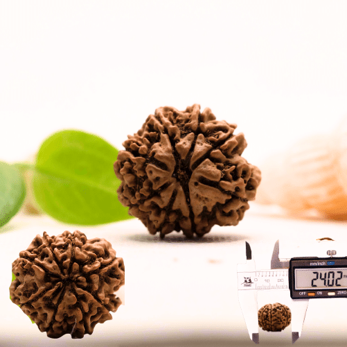 8 Mukhi Nepali Rudraksha - Large