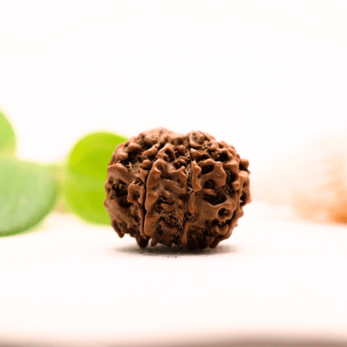 8 Mukhi Nepali Rudraksha - Large