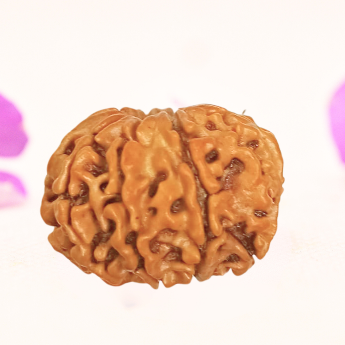 8 Mukhi Nepali Rudraksha - Large