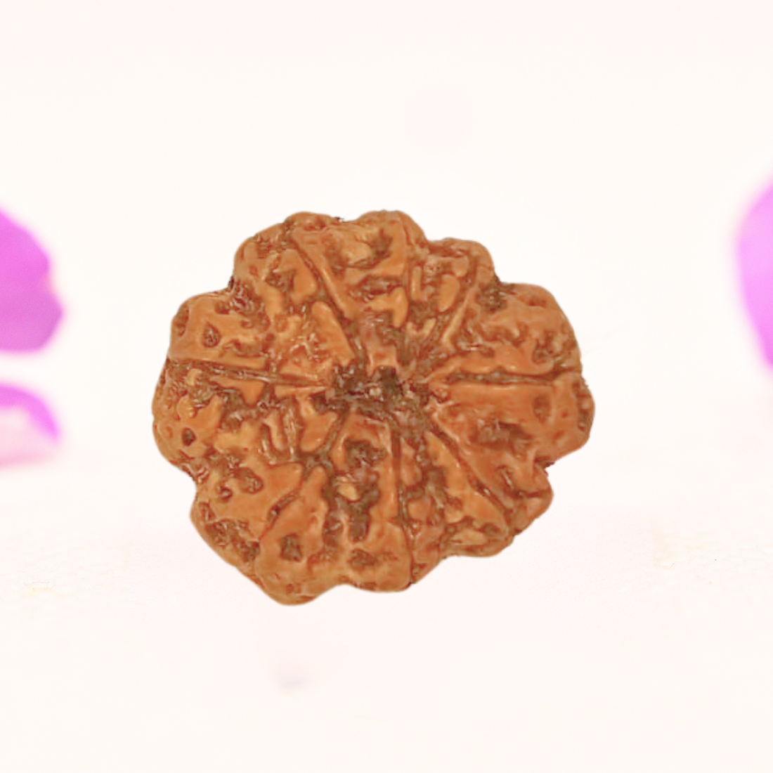 8 Mukhi Nepali Rudraksha - Large