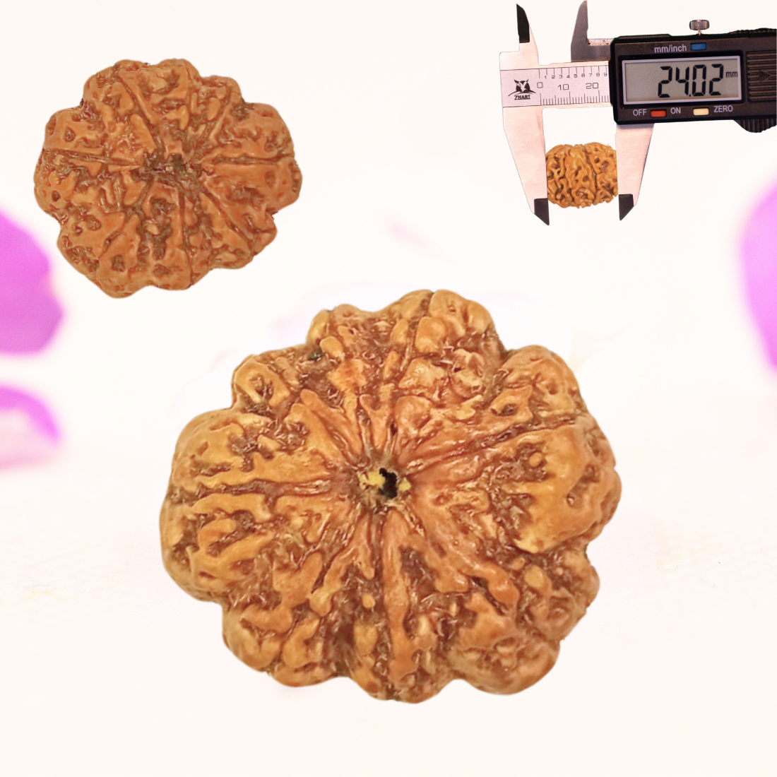 8 Mukhi Nepali Rudraksha - Large