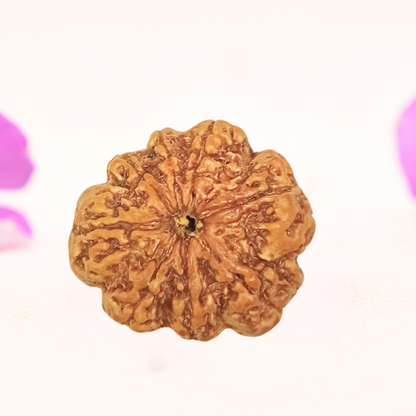 8 Mukhi Nepali Rudraksha - Large