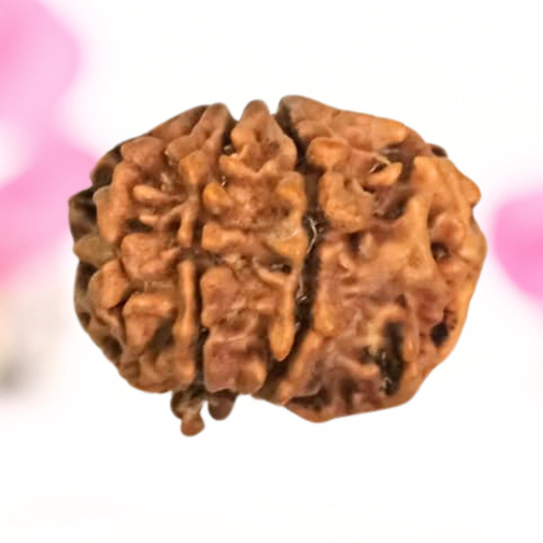 8 Mukhi Nepali Rudraksha - Large