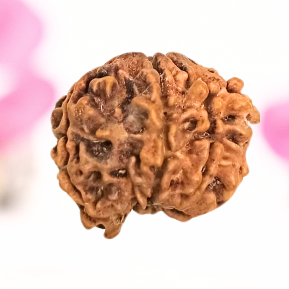 8 Mukhi Nepali Rudraksha - Large