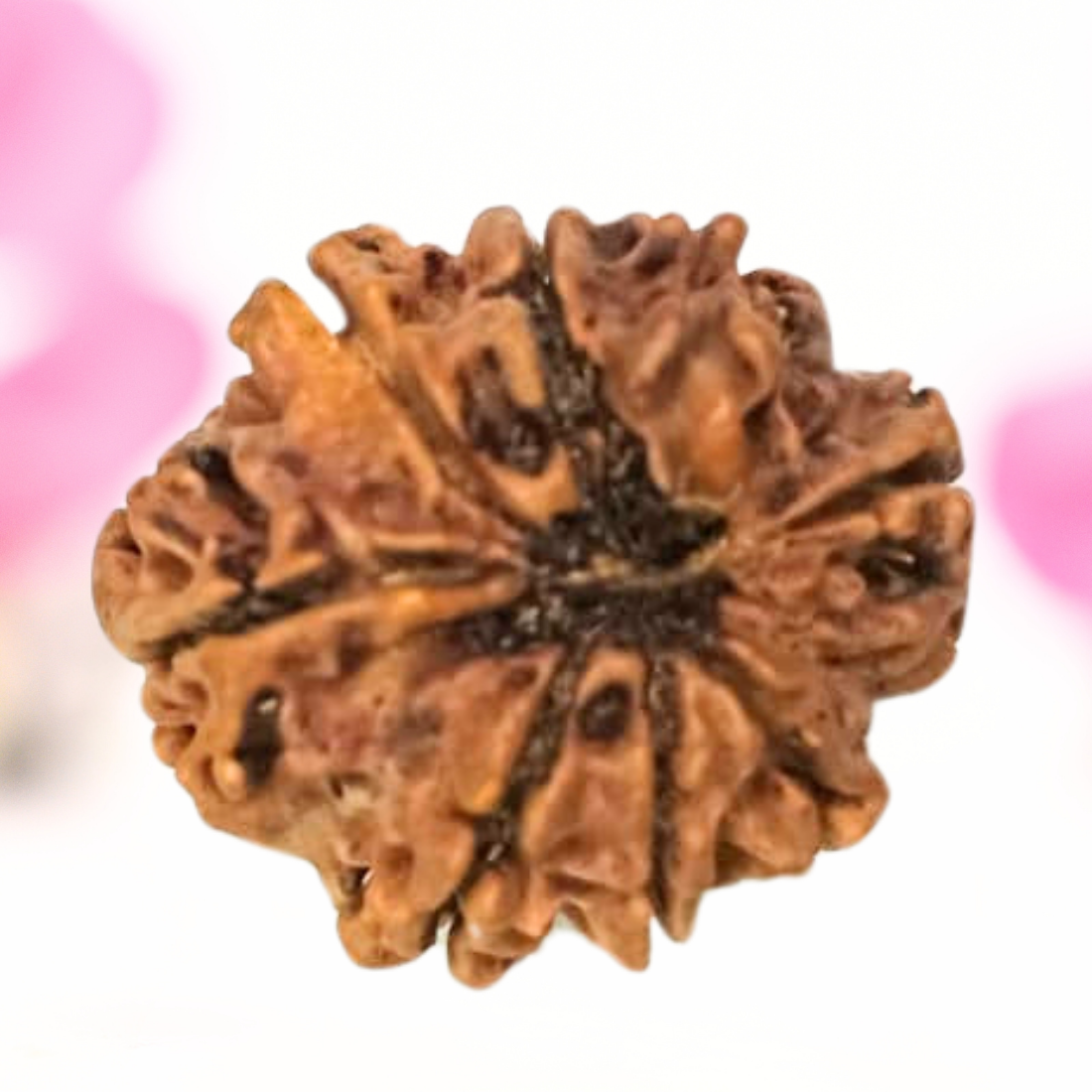 8 Mukhi Nepali Rudraksha - Large